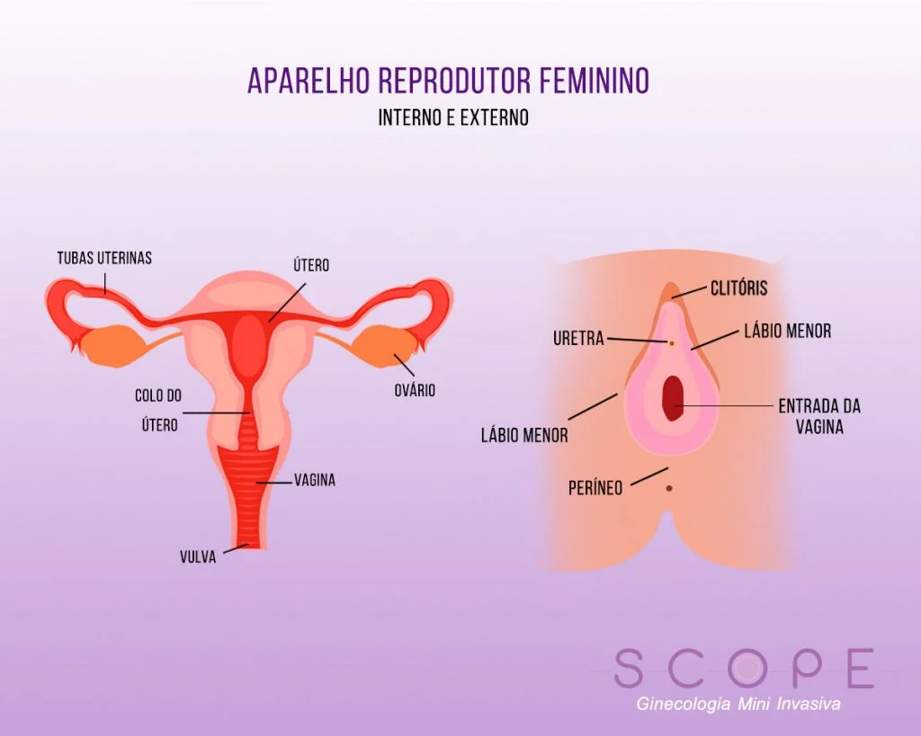 Aparelho reprodutor feminino de serpente, evidenciando os ovários